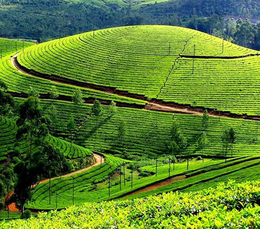 Explore Munnar